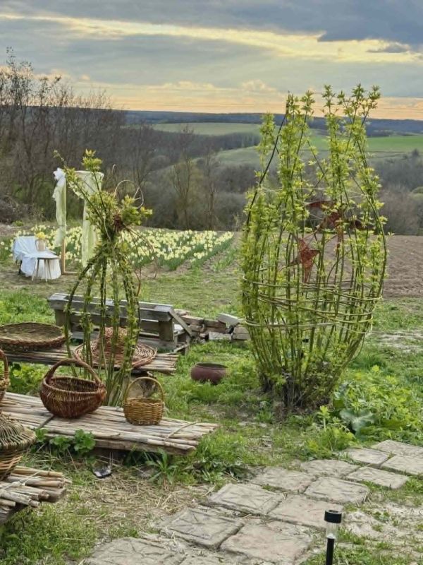 Фото до матеріалу: На Черкащині розцвіла нова квіткова локація — долина нарцисів