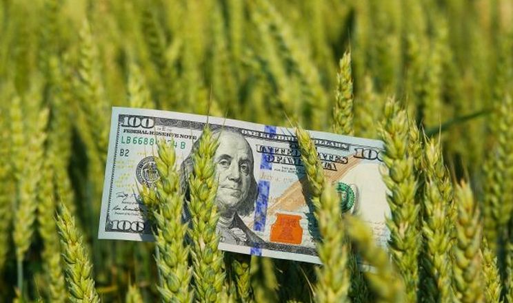 Фото до матеріалу: Агрохолдинг ІМК у 2025 році зменшив обсяги продажів на 31%, але зберіг прибуток завдяки цінам