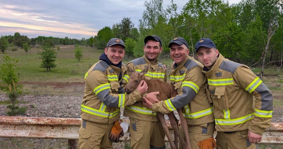 Фото до матеріалу: У Чорнобилі врятували лосеня з антидронної сітки: диво життя у День матері
