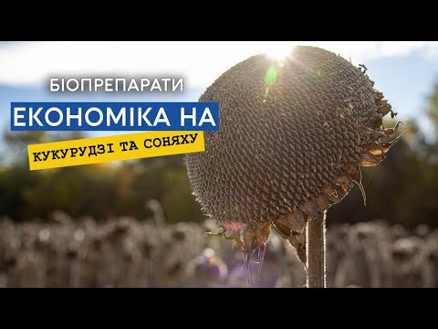 Фото до матеріалу: Боротьба з білою гниллю: як будувати стратегію захисту врожаю в Україні
