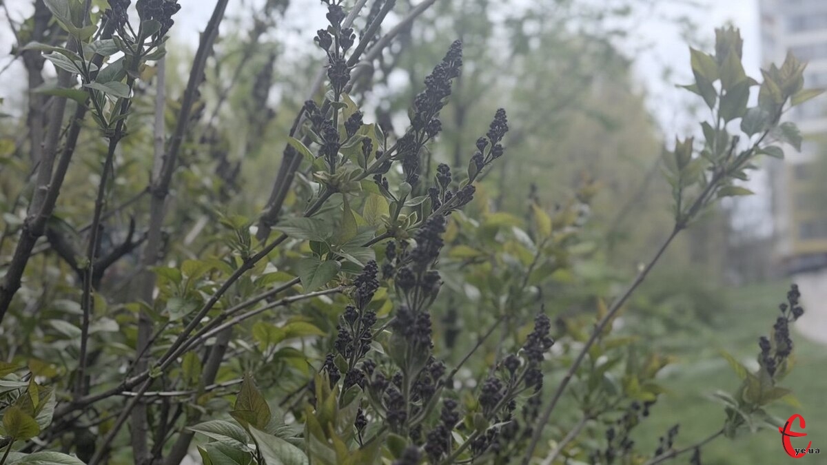 Фото до матеріалу: Погода на Хмельниччині: 2 травня очікуються заморозки вночі та потепління вдень