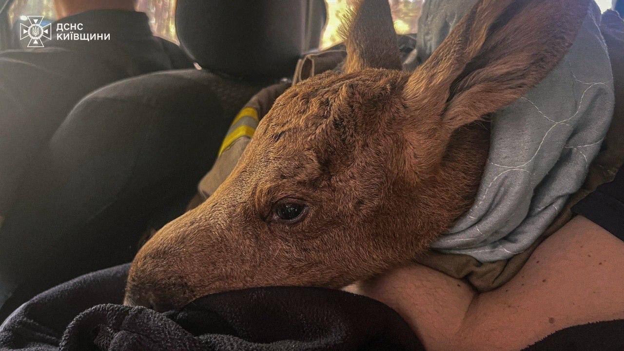 Фото до матеріалу: У Чорнобильському лісі врятували лосеня, яке ледь не загинуло у пожежі: фото та відео