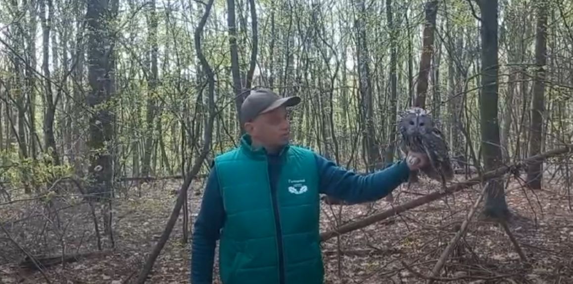 Фото до матеріалу: Лелеки та сіра сова повернулися до Галицького національного природного парку після реабілітації