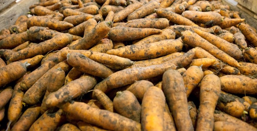Фото до матеріалу: Ціни на моркву в Україні зросли на 22% через вичерпання запасів