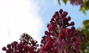 Фото до матеріалу: Евакуація з Нікополя: міський голова підтвердив готовність маршрутів, але розпорядження немає