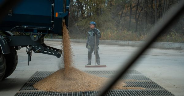 Фото до матеріалу: Мінекономіки назвало прогноз врожаю основних зернових в Україні. В USDA очікування по пшениці вищі