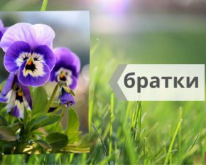 Фото до матеріалу: 40 способів привітатися українською: добірка від експертів