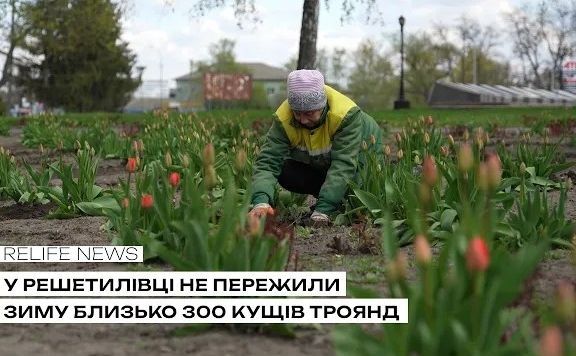 Фото до матеріалу: У Решетилівці відновлюють трояндові клумби: комунальники пересаджують близько 300 кущів