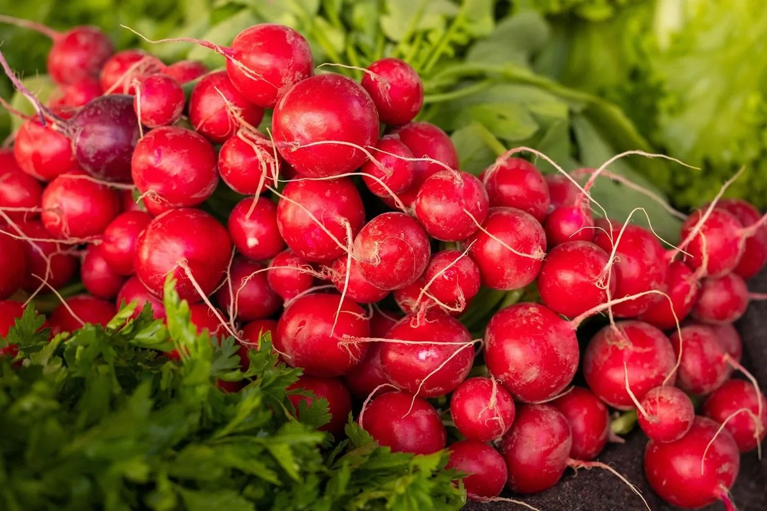 Фото до матеріалу: У Києві відбудуться продуктові ярмарки: графік та локації