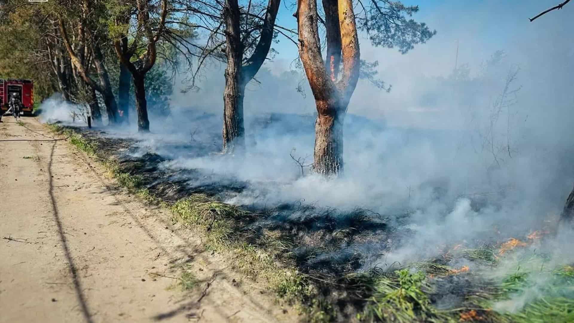 Фото до матеріалу: У Бучанському районі ліквідували 11 пожеж на 5,6 гектарів