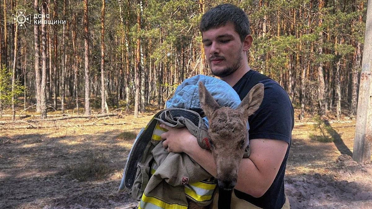 Фото до матеріалу: У Чорнобильській зоні врятували лосеня зі спаленого лісу