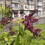 Фото до матеріалу: Людмила Тютюник: майстерня авторського мистецтва у Дніпрі