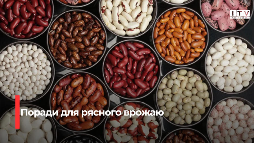 Фото до матеріалу: Посів квасолі у травні 2026: найкращі дати для врожаю та поради городникам