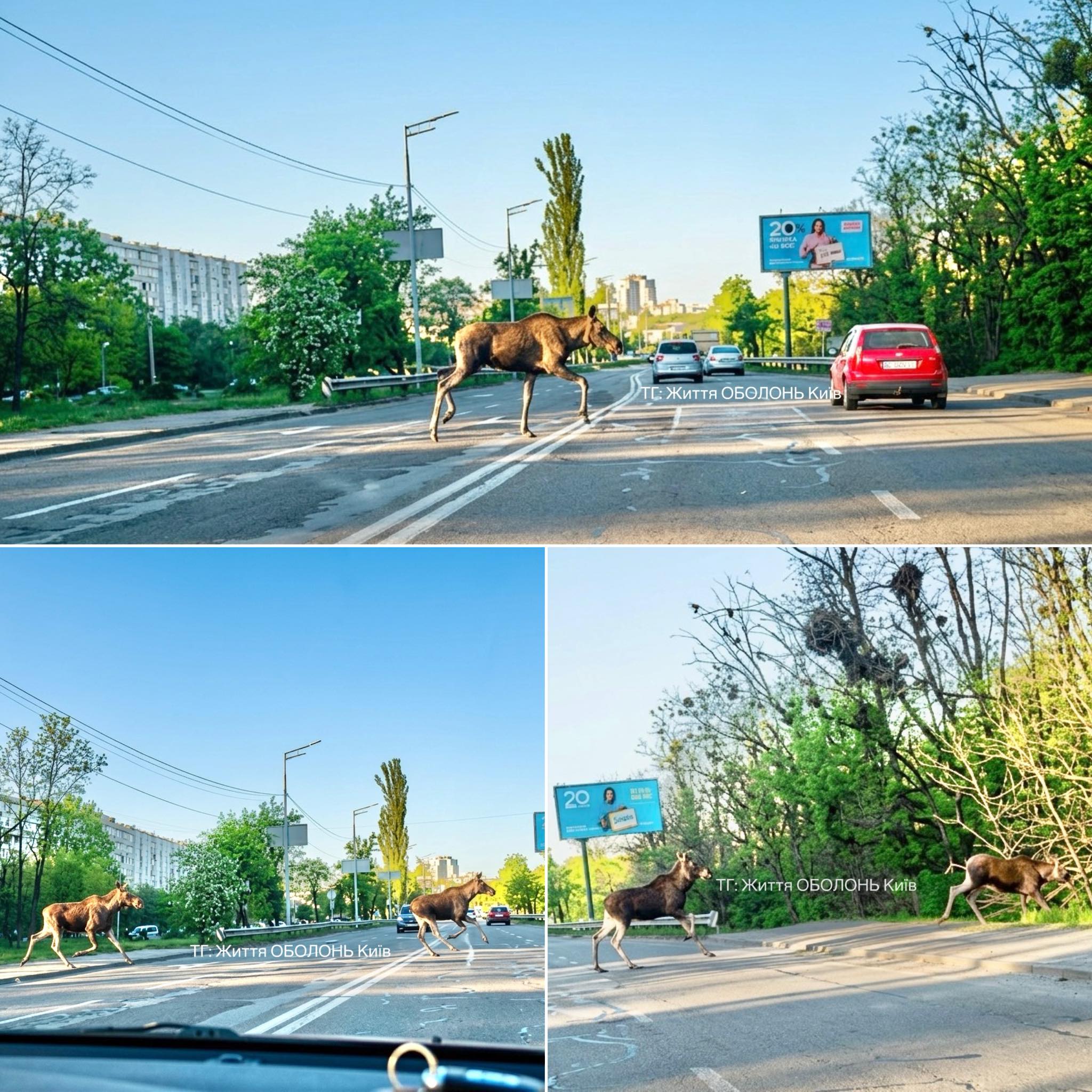 Фото до матеріалу: Лосі на Литовському проспекті: водіїв Оболоні змусили гальмувати