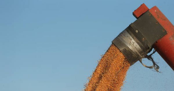 Фото до матеріалу: ЕНСЕЛКО завершив посівну на 96 тисячах гектарів: майже три чверті площ під кукурудзою