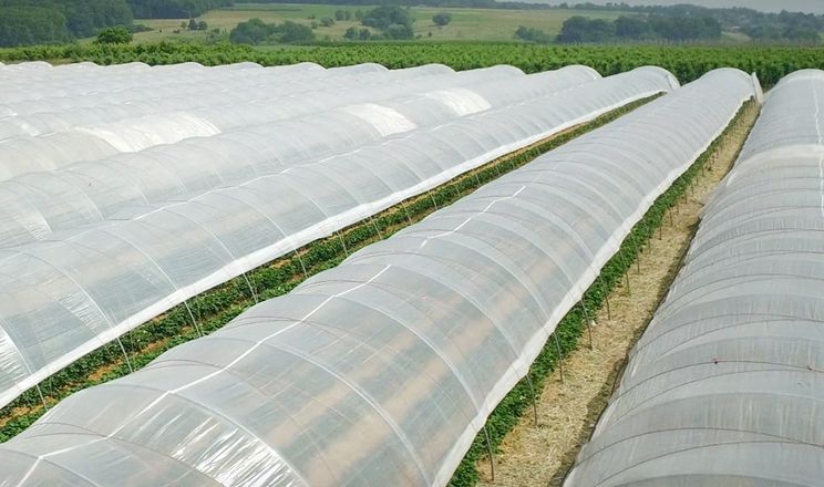 Фото до матеріалу: Чому українські тепличники відмовляються від прозорих плівок на користь розсіювальних
