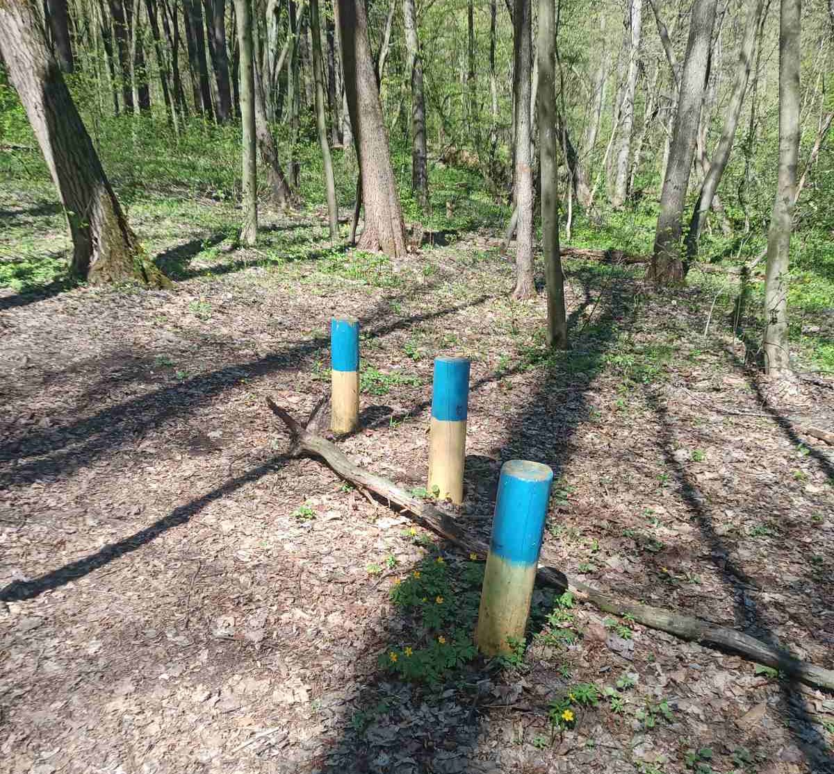 Фото до матеріалу: У Києві оновлюють мальовничий маршрут у Голосіївському лісі