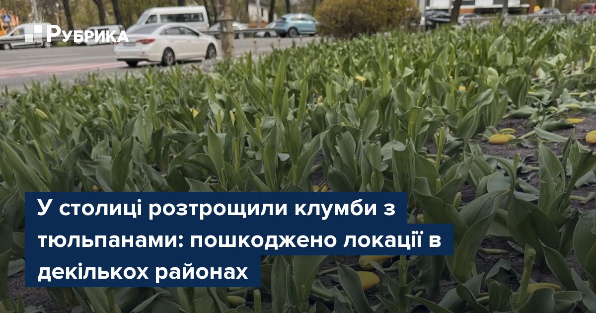 Фото до матеріалу: У Києві вандалізм знищив тюльпани: пошкоджені клумби у кількох районах столиці