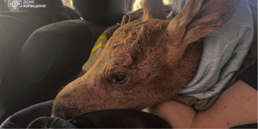 Фото до матеріалу: Червонокнижне лосеня врятували зі спаленої землі Чорнобильського лісу