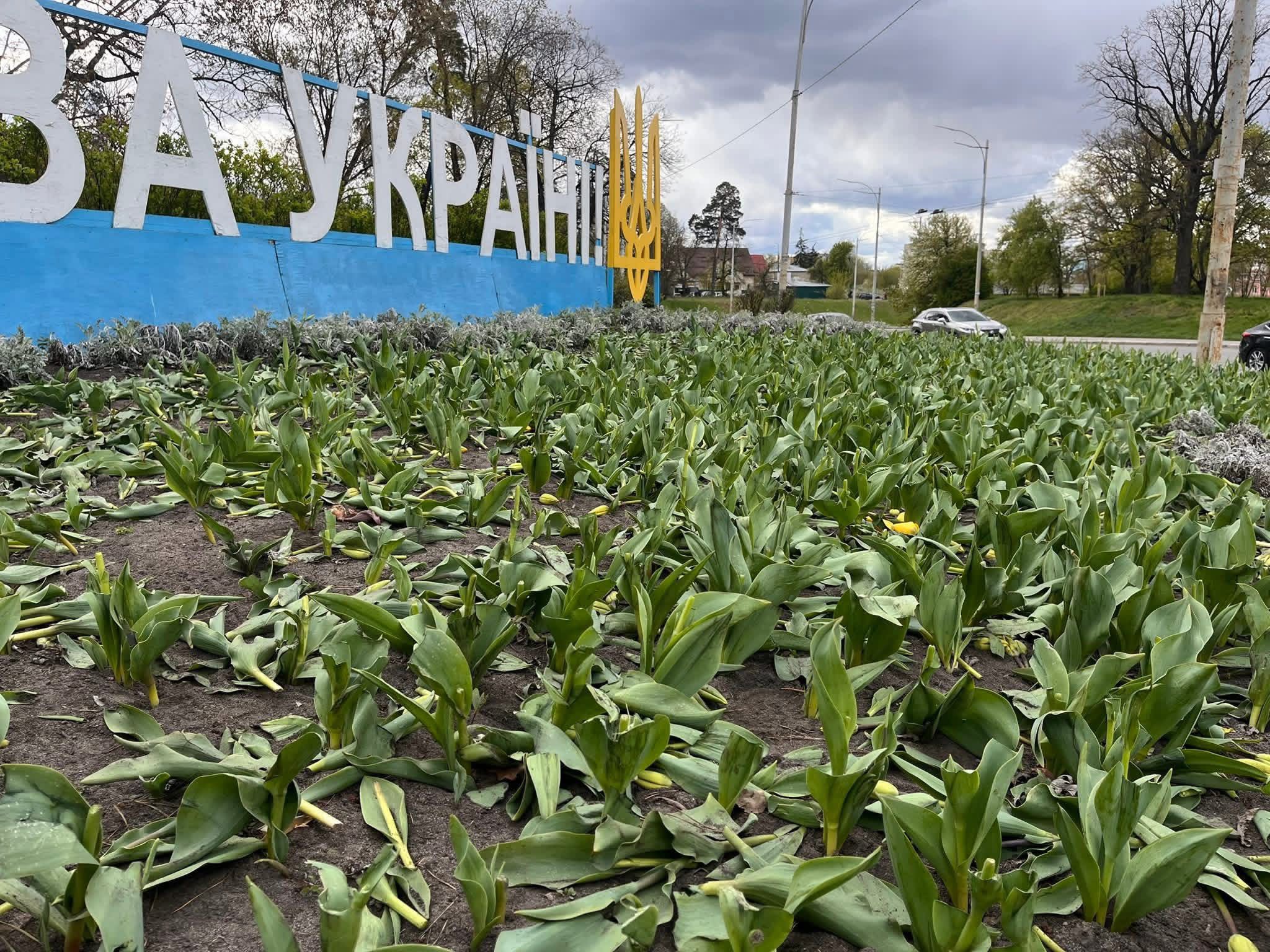 Фото до матеріалу: Вандалізм у Києві: невідомі знищили клумби з нідерландськими тюльпанами