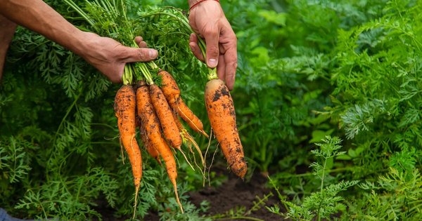 Фото до матеріалу: Як виростити щільну моркву на городі: ефективний лайфхак для садиб
