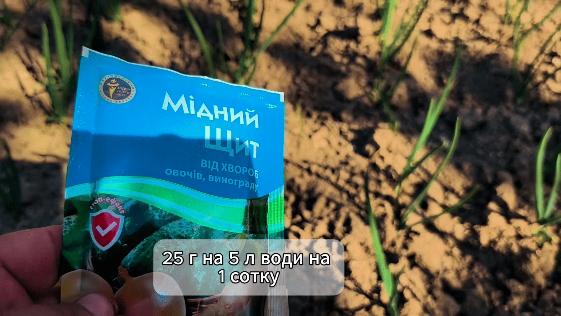 Фото до матеріалу: Як допомогти озимій цибулі після сходів: профілактика та підживлення