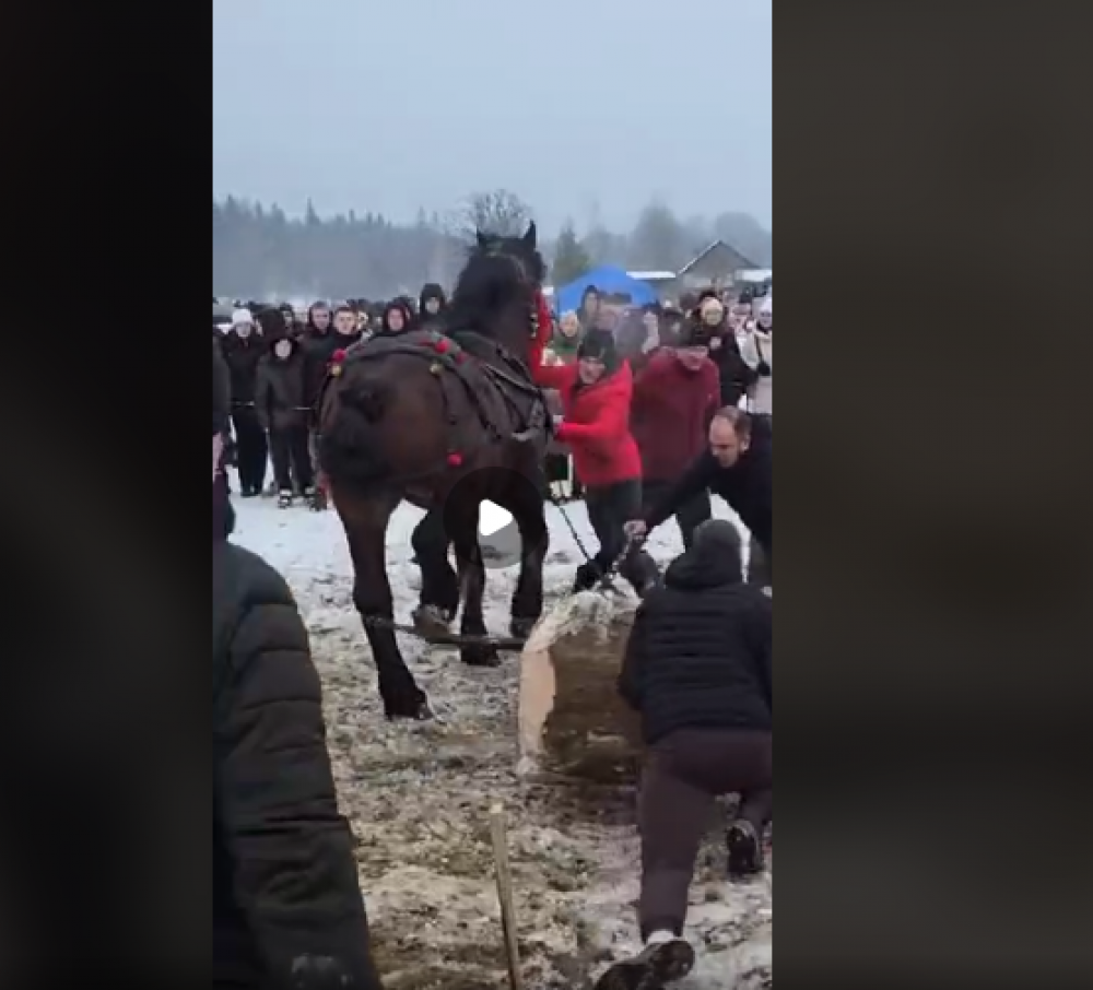 Фото до матеріалу: Суд закрив справу організатора фестивалю «Бойківські коні» у Богородчанському районі