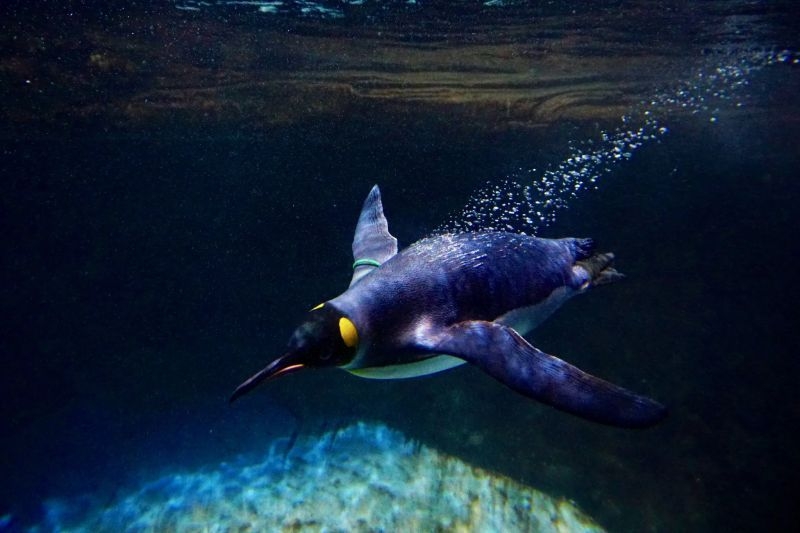 Фото до матеріалу: Пінгвіни спілкуються під водою: вчені зафіксували звуки під час полювання