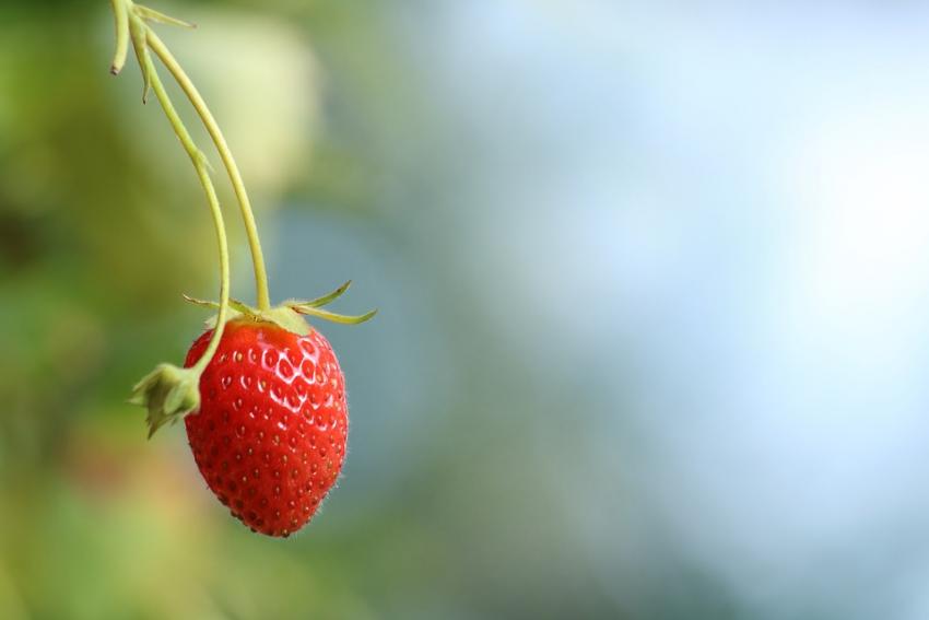 Фото до матеріалу: Екологи назвали топ-12 продуктів із найбільшою кількістю пестицидів: що варто знати українцям