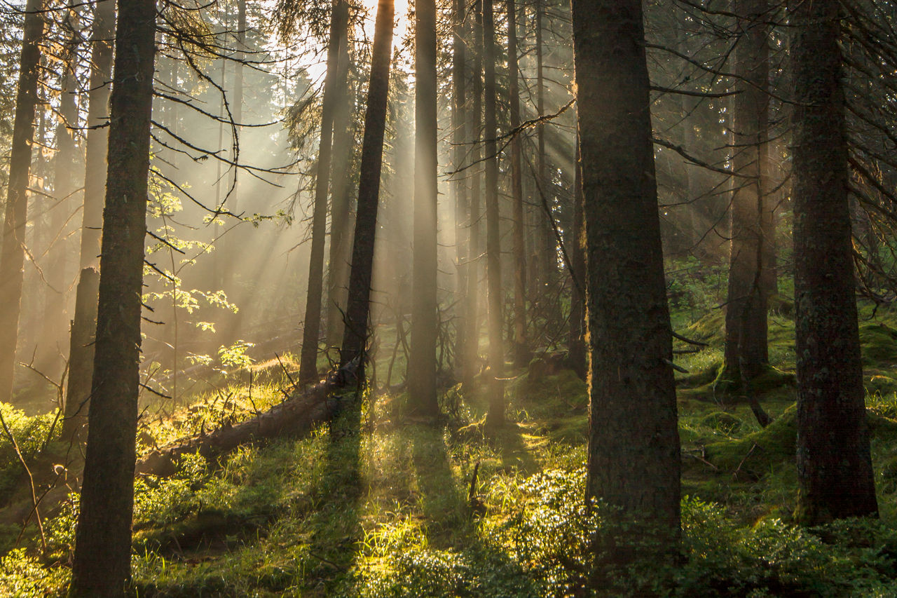 Фото до матеріалу: Ліси Києва: нова інтерактивна платформа від WWF-України