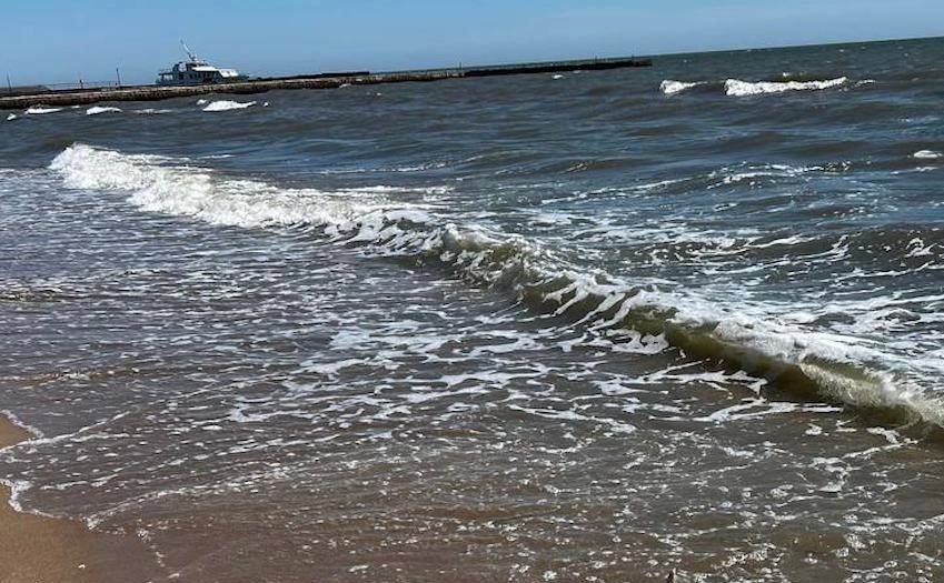Фото до матеріалу: На узбережжі Азовського моря зафіксували масову загибель дельфінів