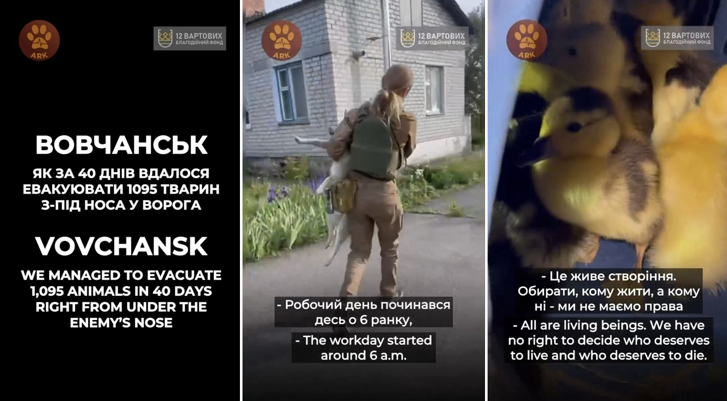 Фото до матеріалу: Волонтери врятували 1095 тварин із Вовчанська за 40 днів під обстрілами