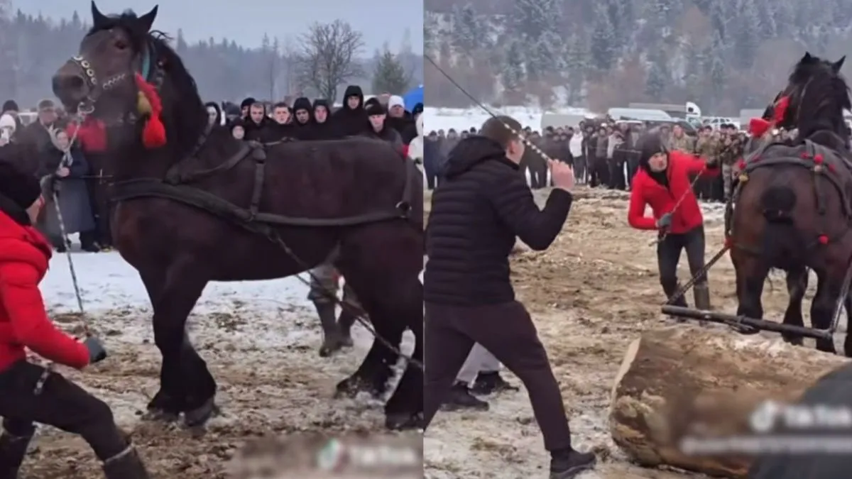 Фото до матеріалу: Суд закрит справу проти організатора фестивалю «Бойківські коні» на Прикарпатті
