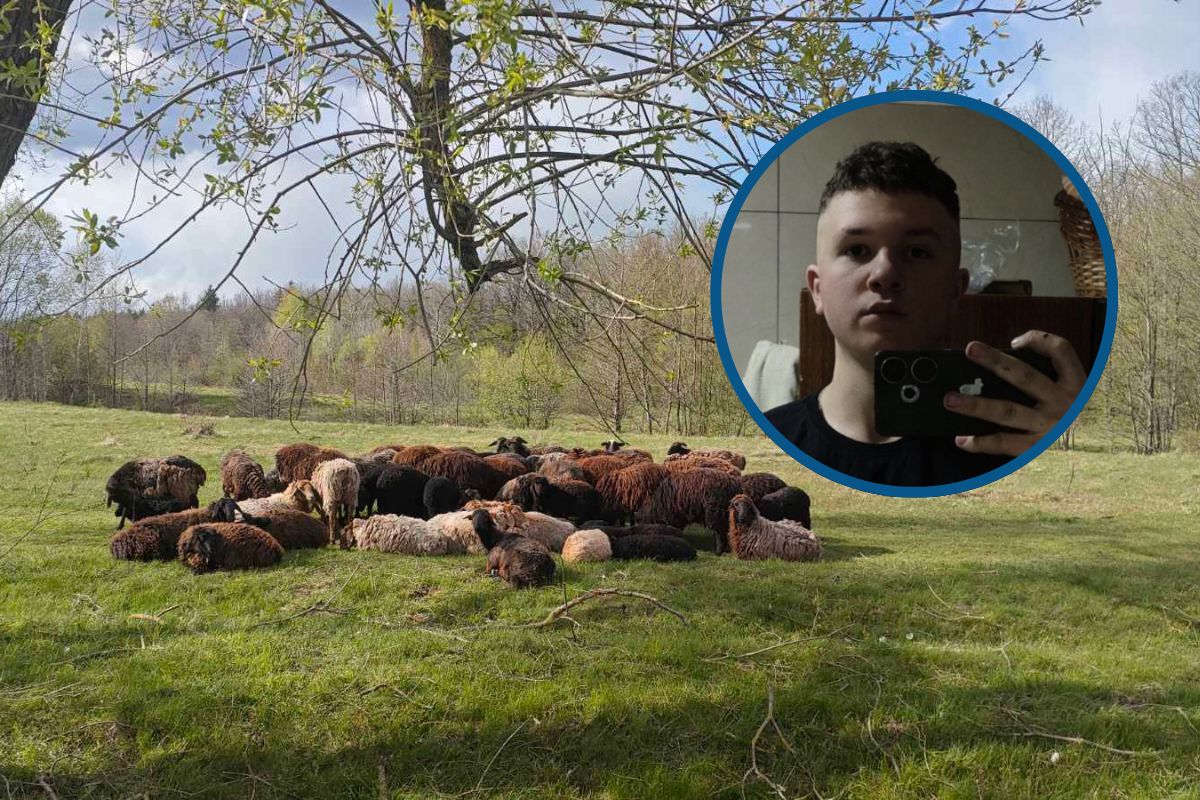 Фото до матеріалу: 15-річний Максим Кашпрук: від відданого авто на фронт до отари з 59 овець