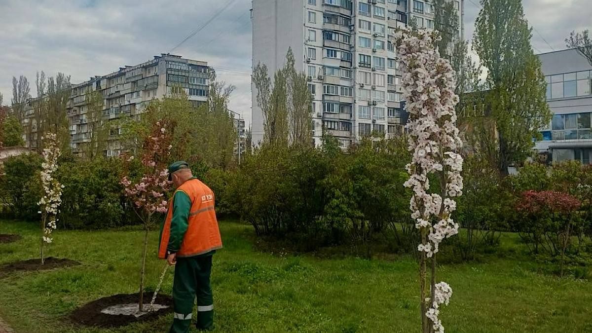 Фото до матеріалу: Київ приєднався до міжнародної акції: висаджено 633 дерева на пам'ять загиблим