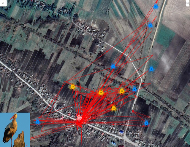 Фото до матеріалу: На Хмельниччині оселилася відома польська лелека Збися: птах змінив гніздування