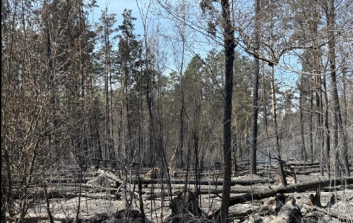 Фото до матеріалу: Масштабна пожежа у Чорнобильському заповіднику: вогонь охопив 1200 гектарів