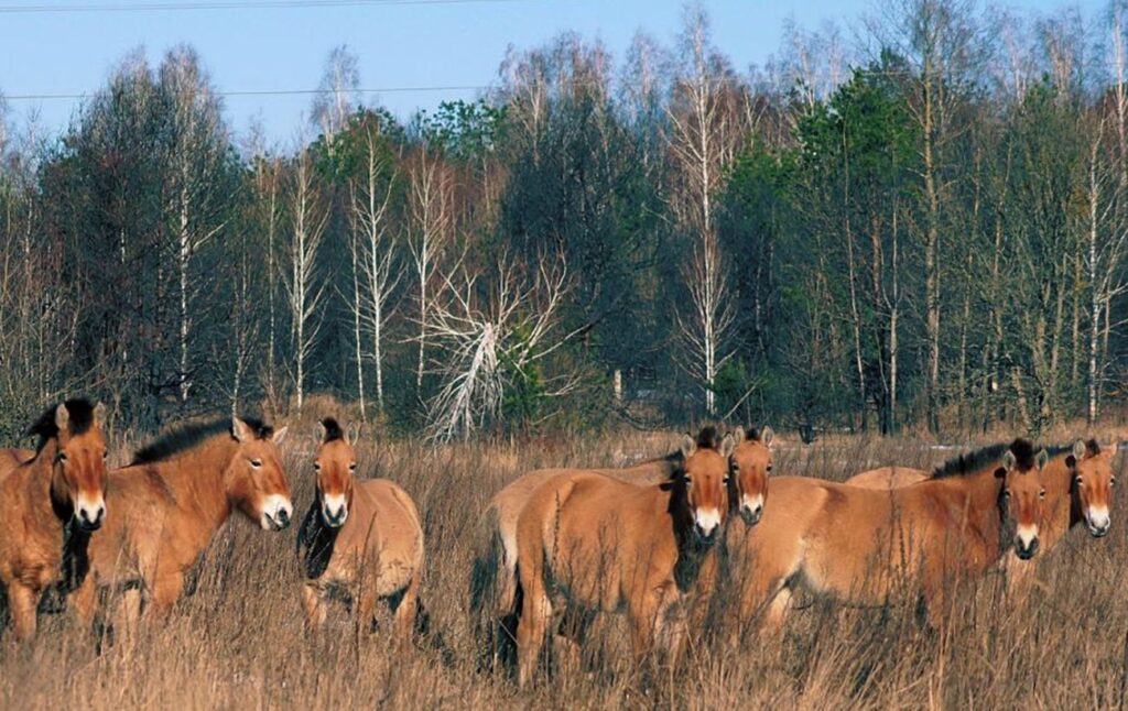 Фото до матеріалу: Чорнобиль: 40 років трагедії та дива природи на Черкащині