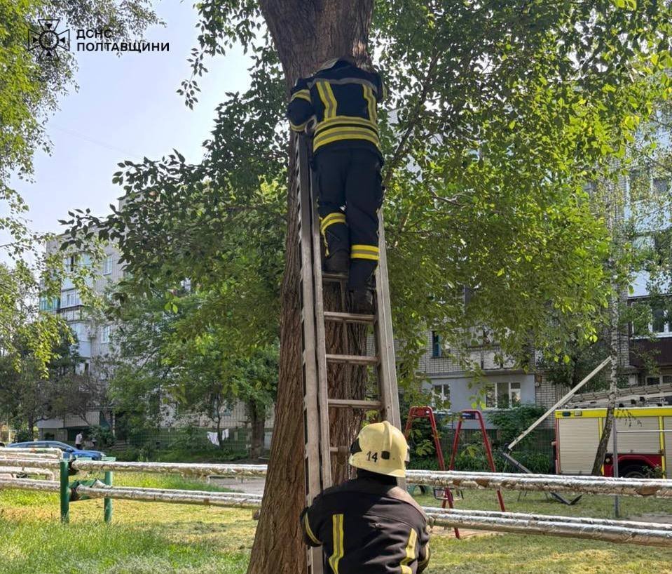Фото до матеріалу: Рятувальники двічі врятували котів у Кременчуці та Горішніх Плавнях