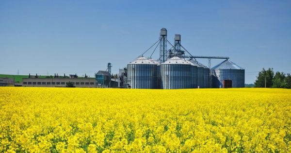 Фото до матеріалу: Посуха в Польщі погрожує врожаєм ріпаку: чи відкриється для України польський ринок