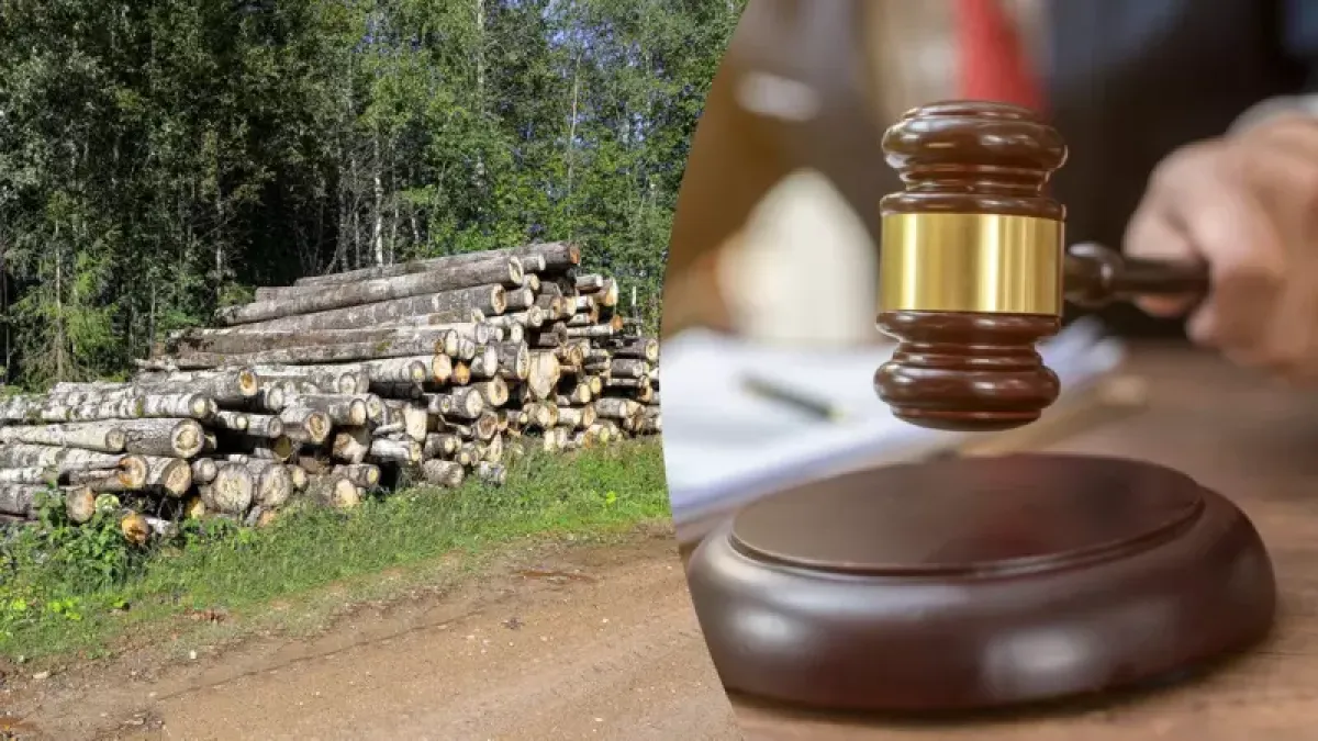 Фото до матеріалу: У Шацьку колишнього майстра лісу оштрафували за запізнену декларацію