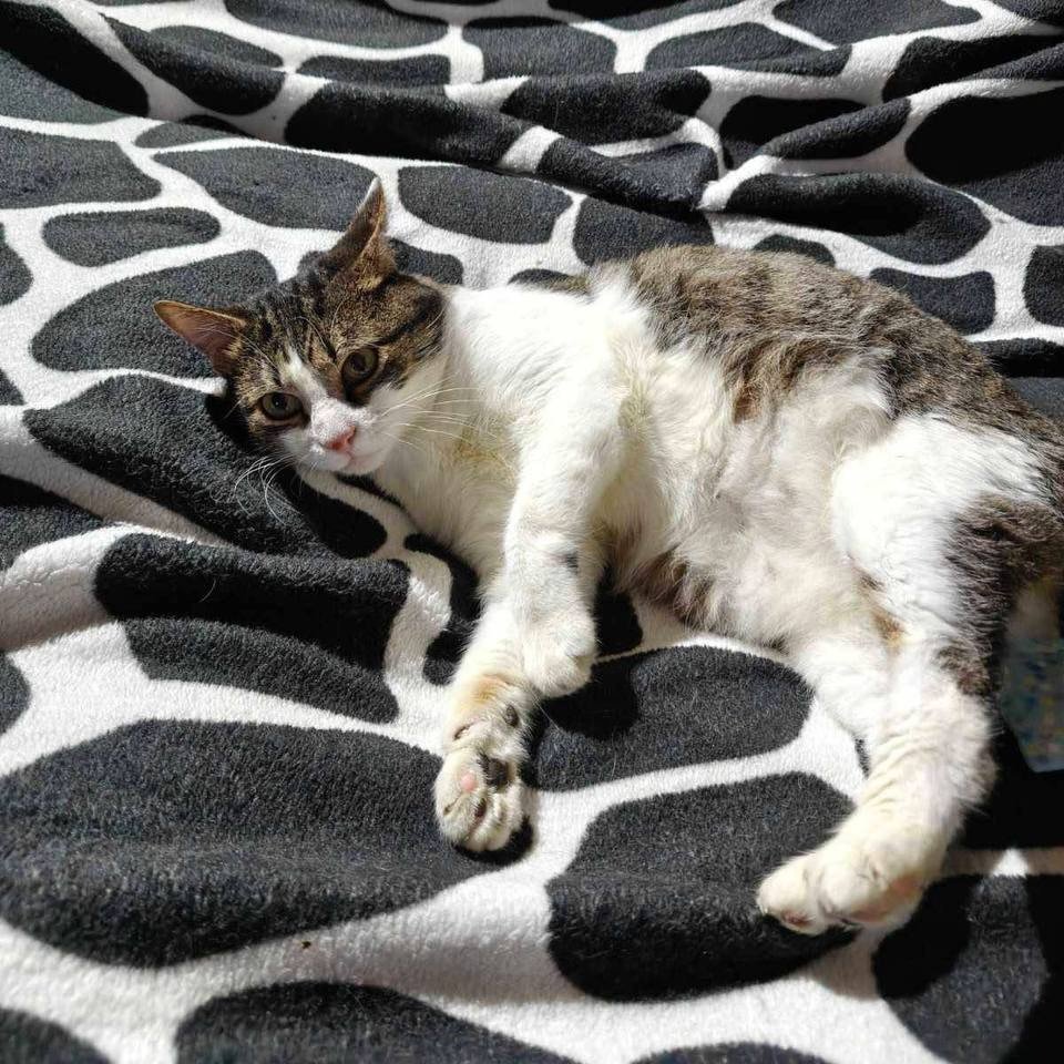 Фото до матеріалу: «Тошик живий!» — у Кременчуці показали врятованого кота після резонансного скандалу