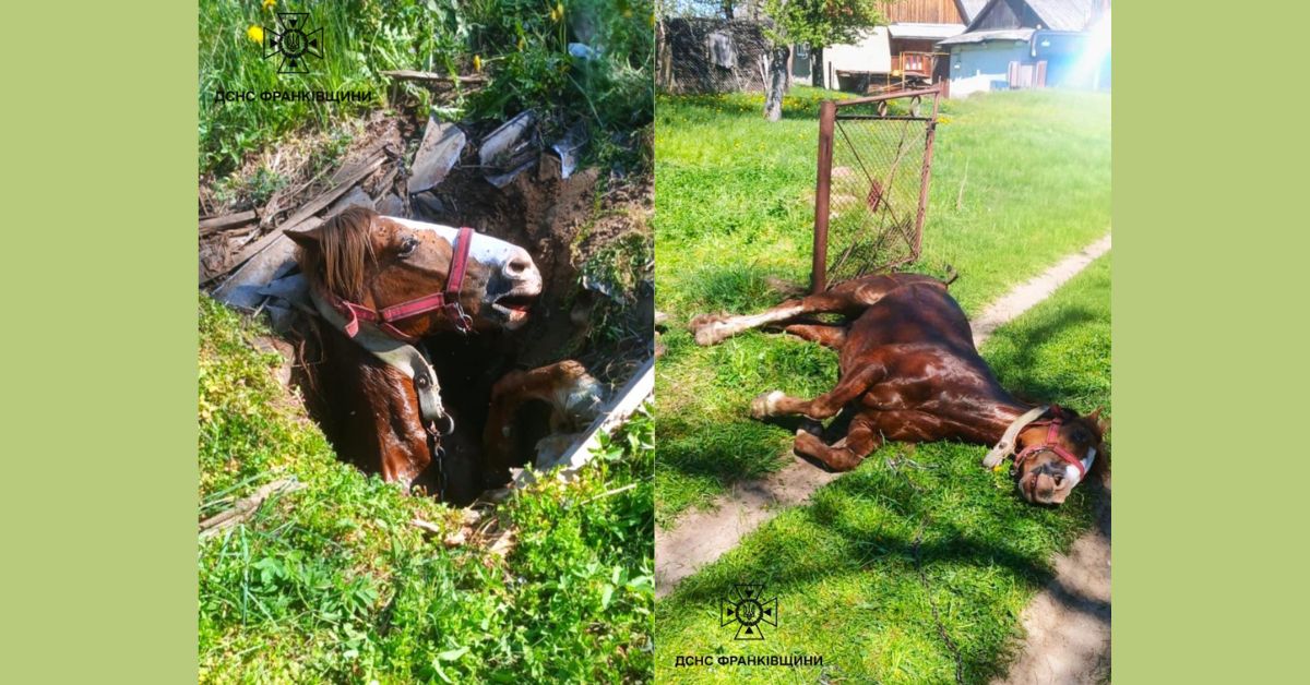 Фото до матеріалу: Рятувальники витягнули коня з колодязя в Делятині: події на Прикарпатті