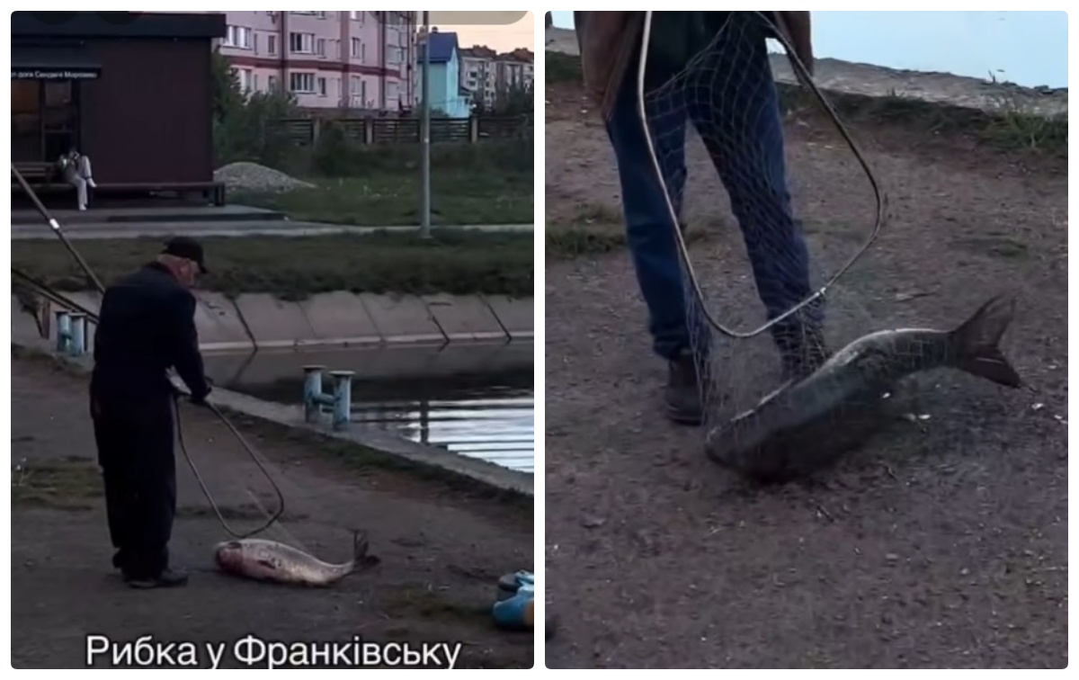 Фото до матеріалу: У Івано-Франківську впіймали 18-кілограмового амура на Німецькому озері