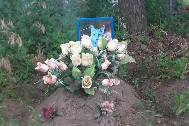 Фото до матеріалу: Кладовище для домашніх тварин у Черкасах: проєкт відкладають до кінця війни