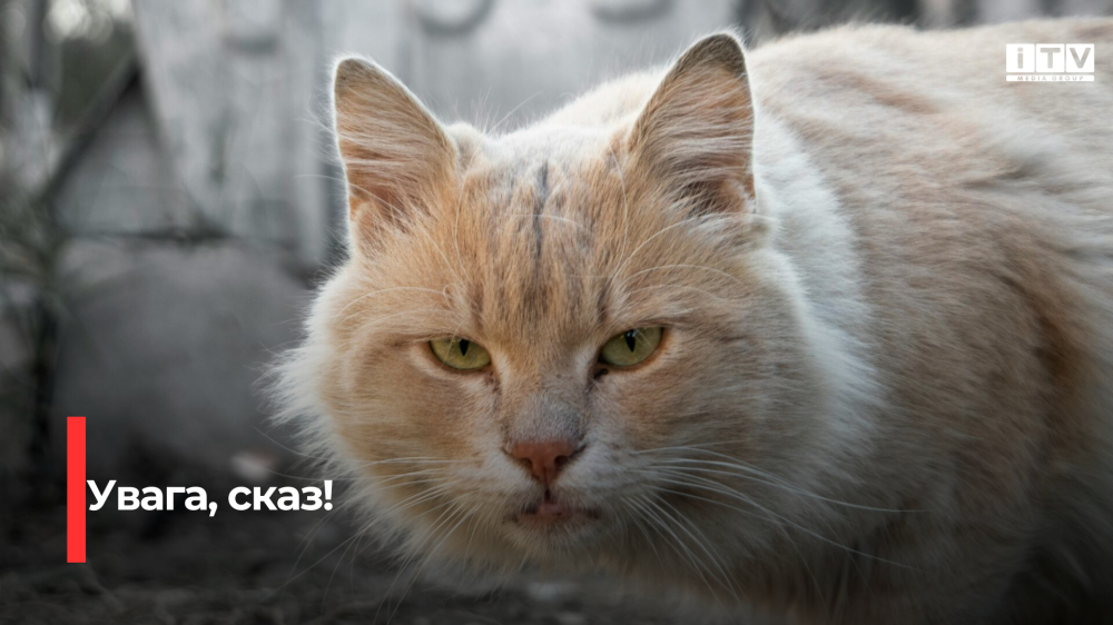 Фото до матеріалу: На Дубенщині зафіксували сказ у кота: четвертий випадок цього року