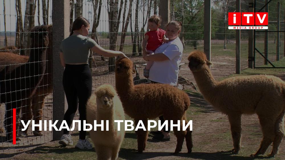 Фото до матеріалу: Унікальний мінізоопарк на Сарненщині: де зустрічають кенгуру, бізонів та врятованих від війни тварин