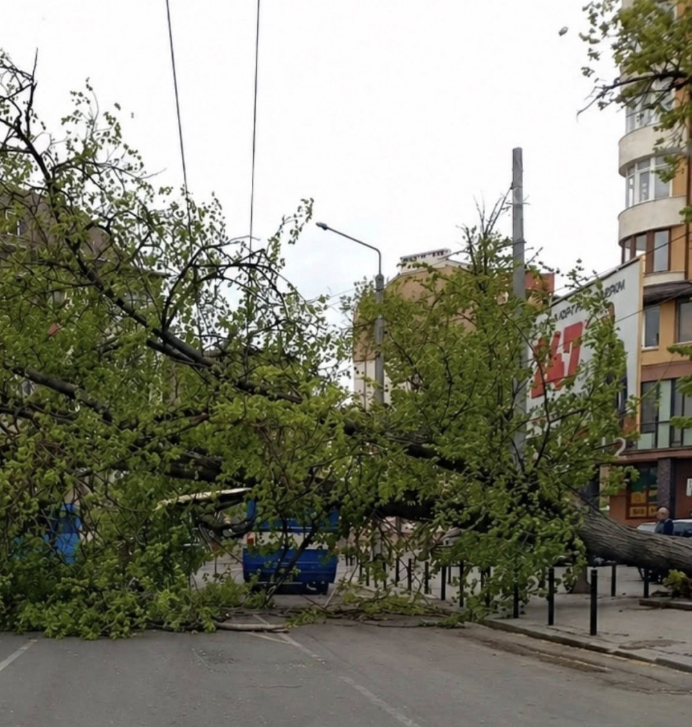 Фото до матеріалу: Наслідки шторму у Франківську: повалено 34 дерев і пошкоджено дахи