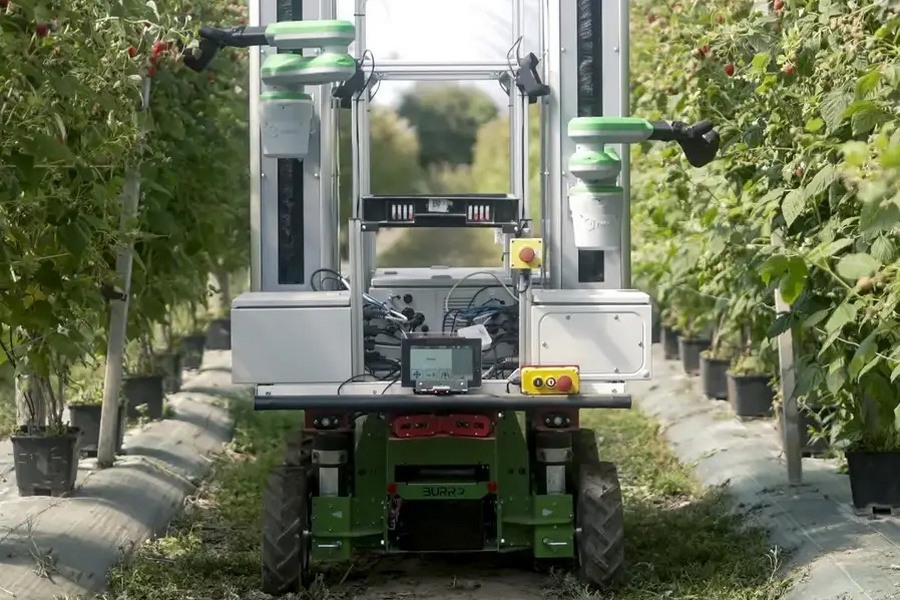 Фото до матеріалу: Британська компанія Fieldwork Robotics отримала £3 млн на комерційне впровадження роботів для збирання ягід