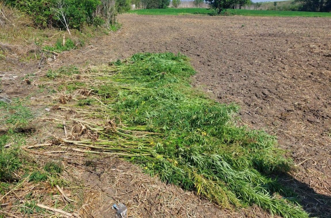 Фото до матеріалу: Підлітка викрили на вирощуванні 425 кущів конопель у Криворізькому районі